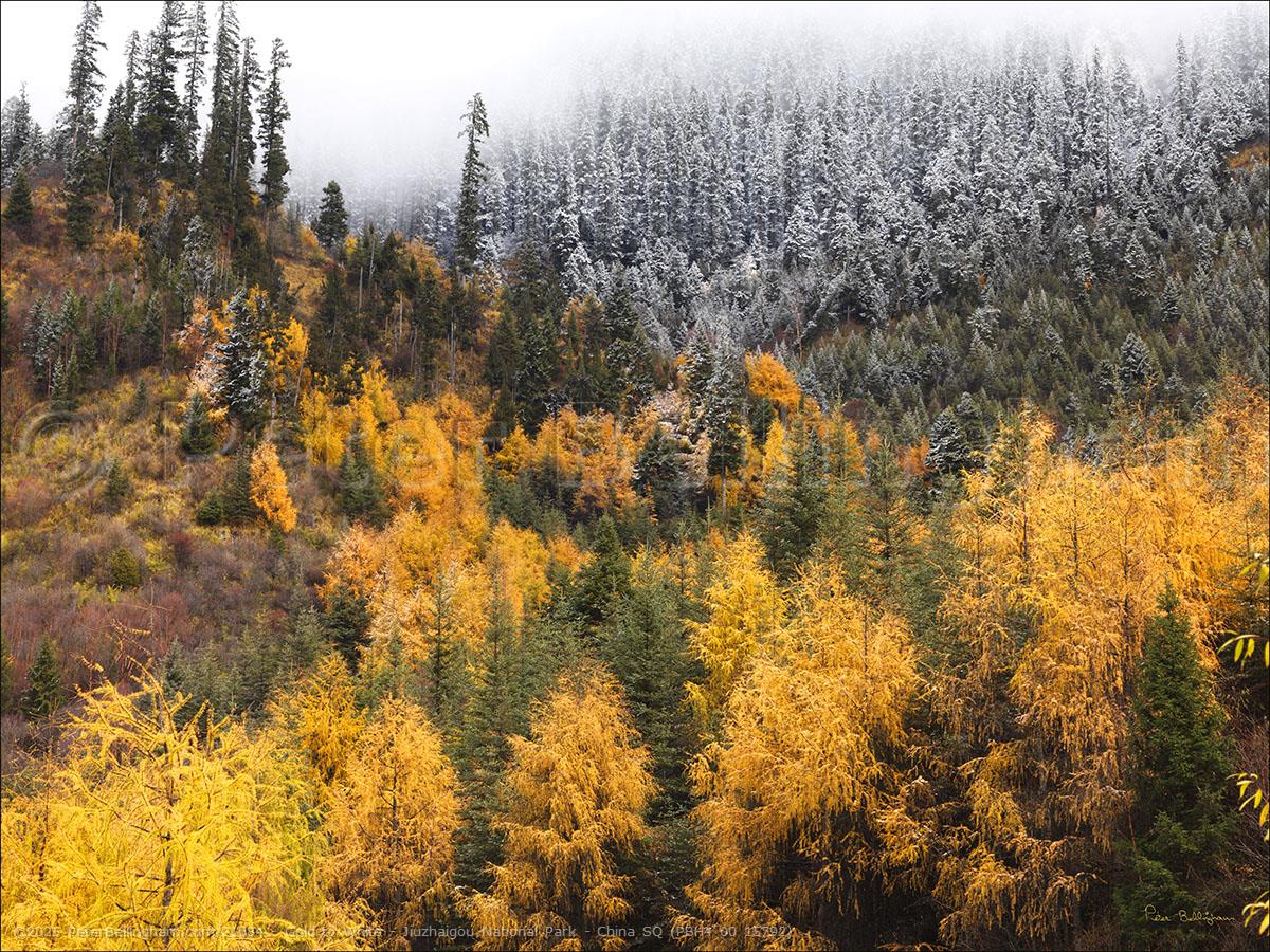 Peter Bellingham Photography Gold to White - Jiuzhaigou National Park - China SQ (PBH4 00 15792)